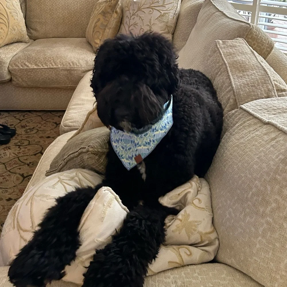 Dog Bandana by Foggy Dog - Flora Menorah Hanukkah
